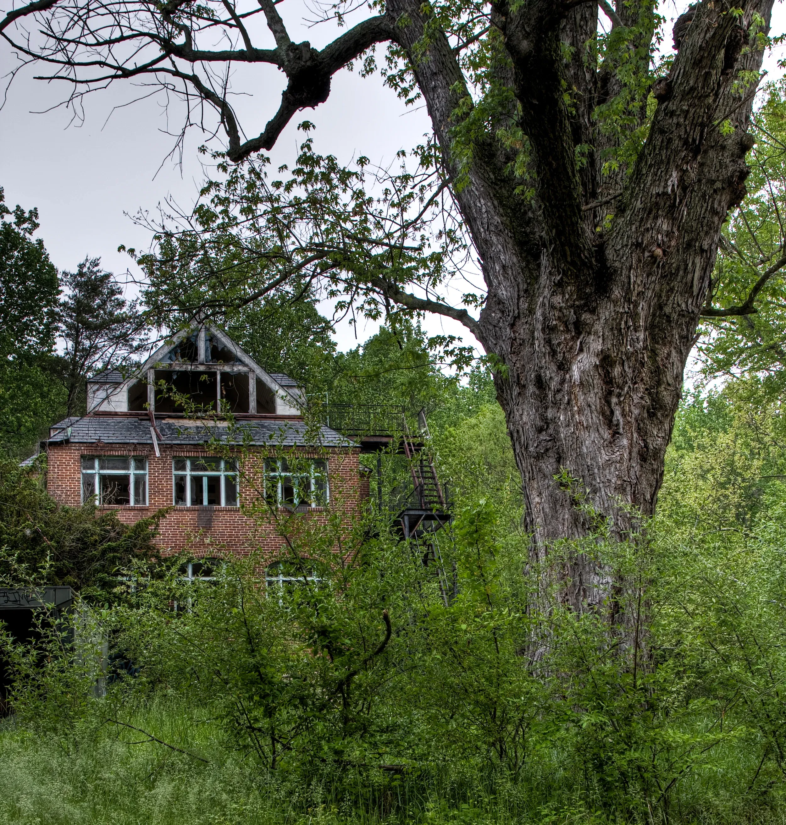 Overgrown abandoned house