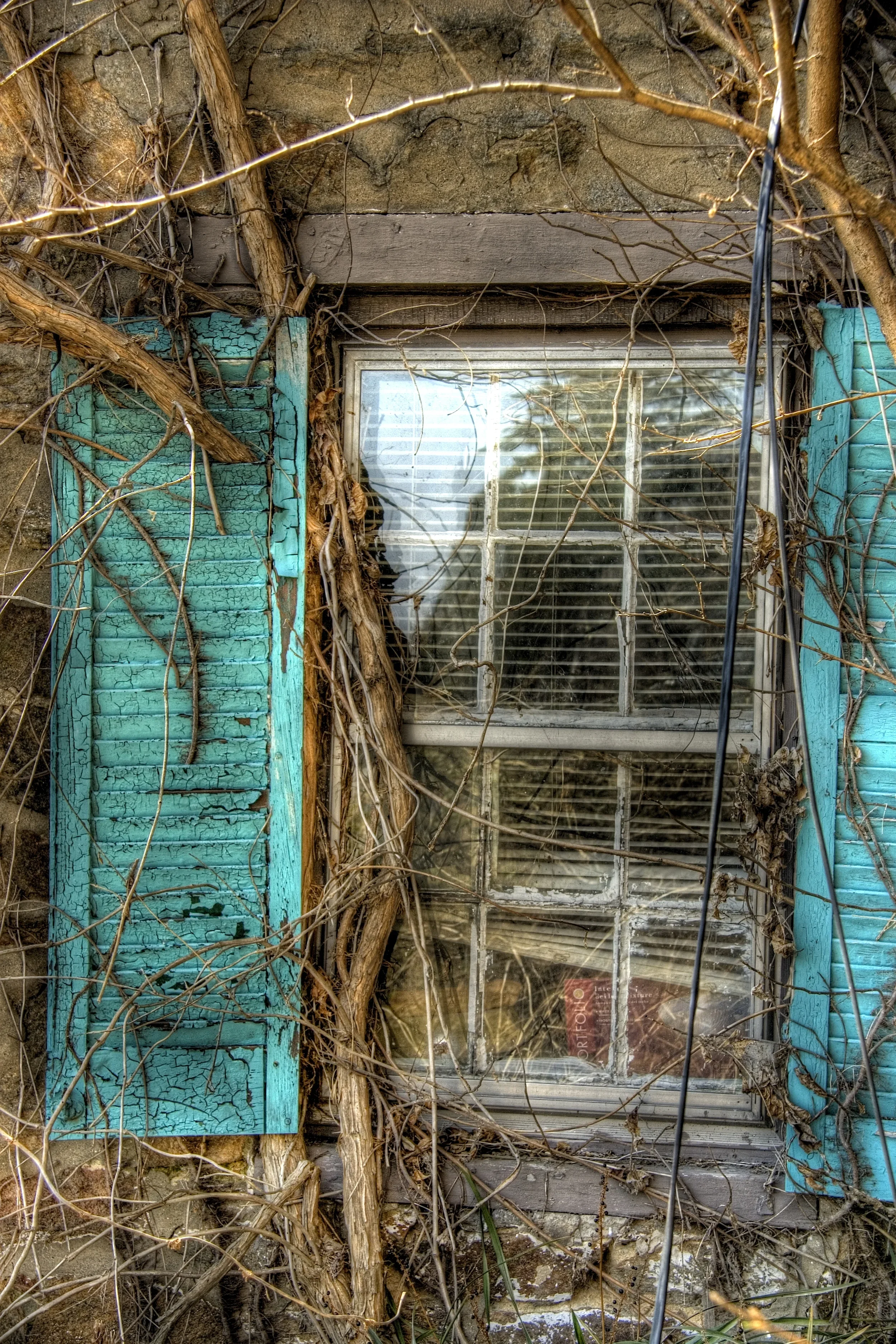 Overgrown window in abandoned building